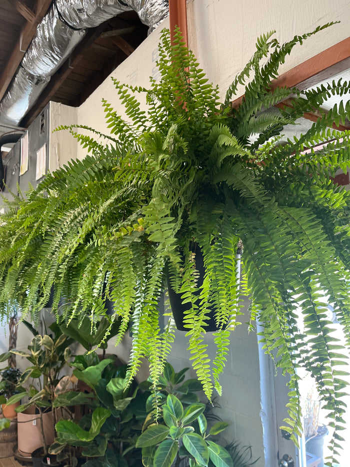 10” Boston Fern