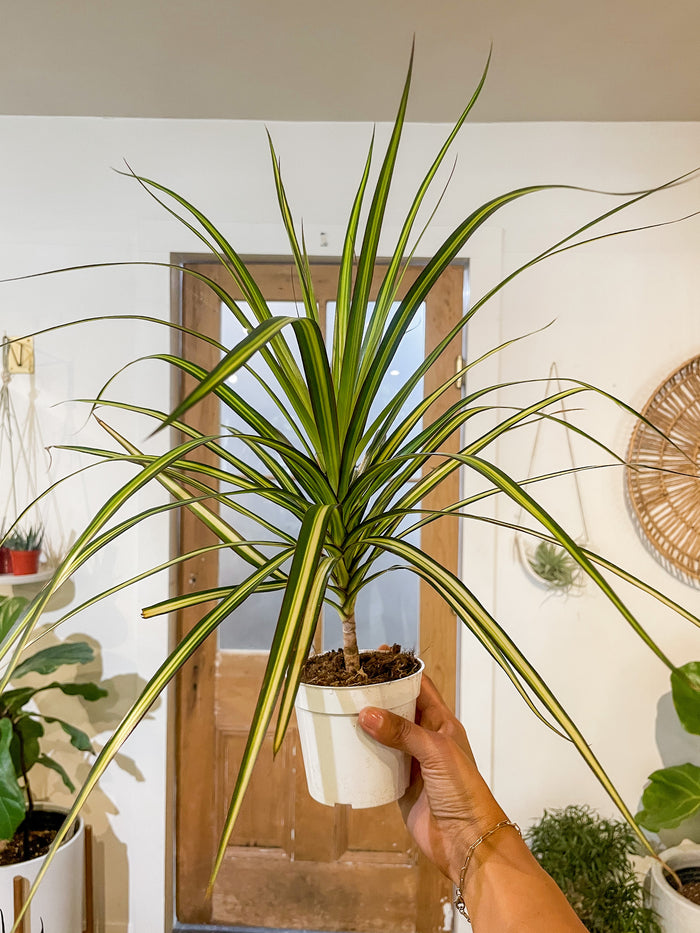 4" Dracaena Marginata 'Kiwi'