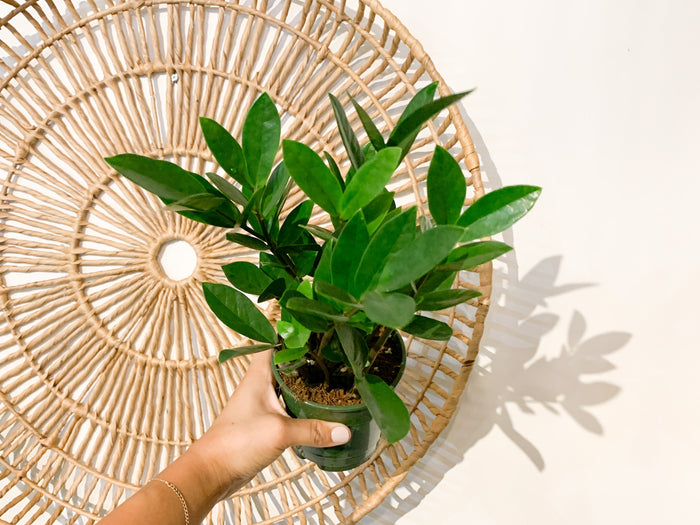 5” ZZ Plant