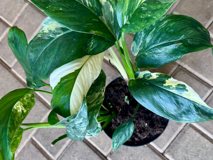 6" Philodendron Monstera 'Cobra'