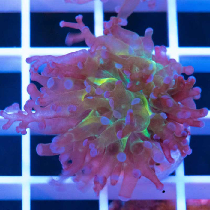 Blue Octospawn (rare)