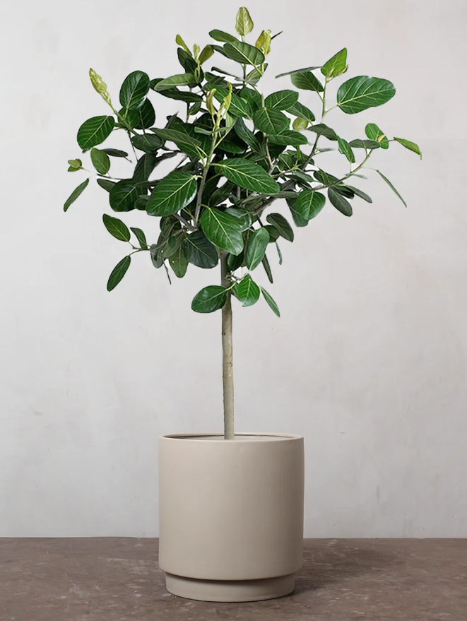 Ficus Audrey Standard