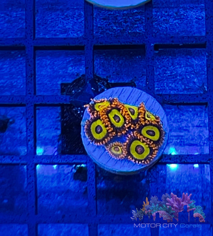 Fruitloops Zoa