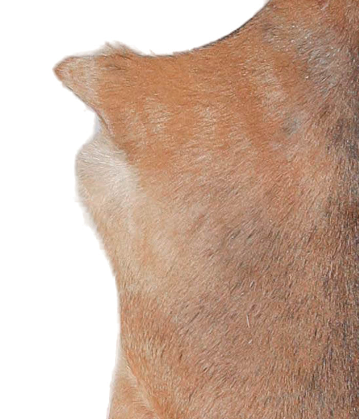 Goatskin #A27752