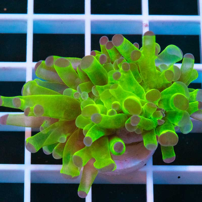 Green Frogspawn
