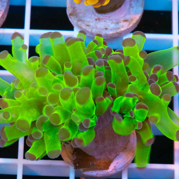 Green Frogspawn