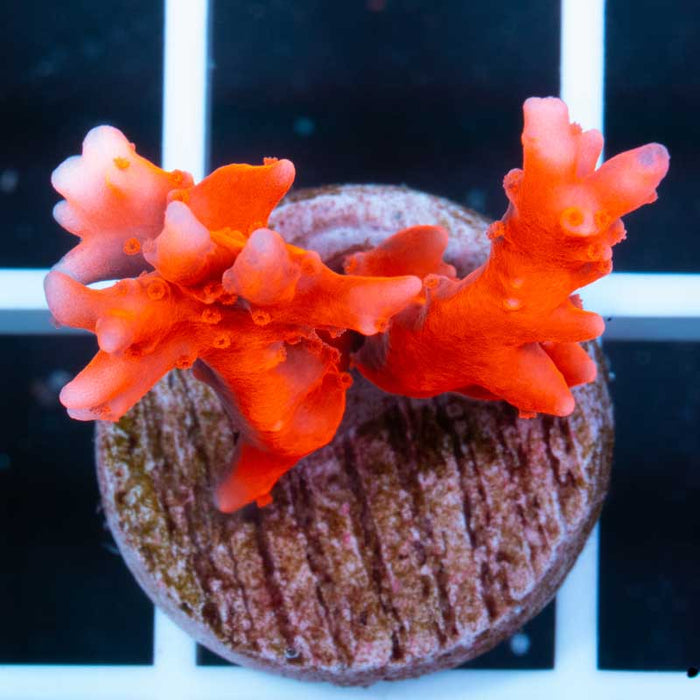 JF Red TNT Anacropora