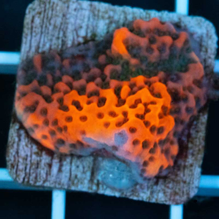 JF Slowburn Monti