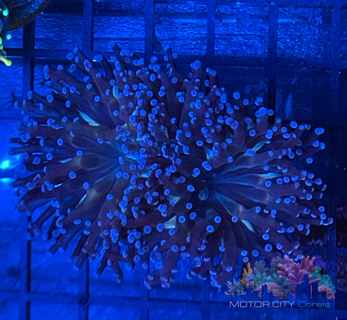 MCC Blue Octospawn #2