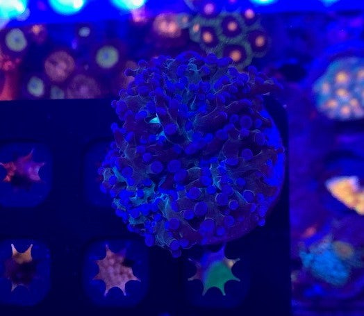 MotorCityCorals, Blue Octospawn