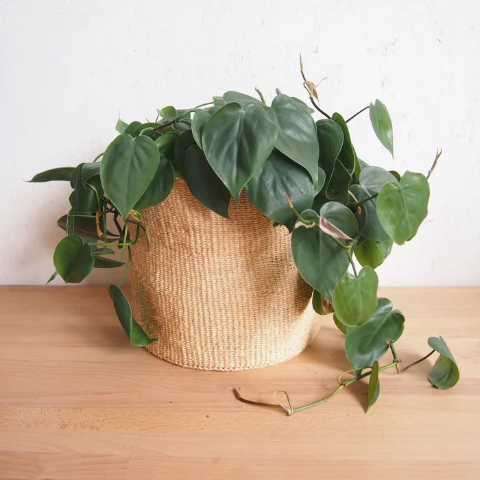 Oats Plant Basket