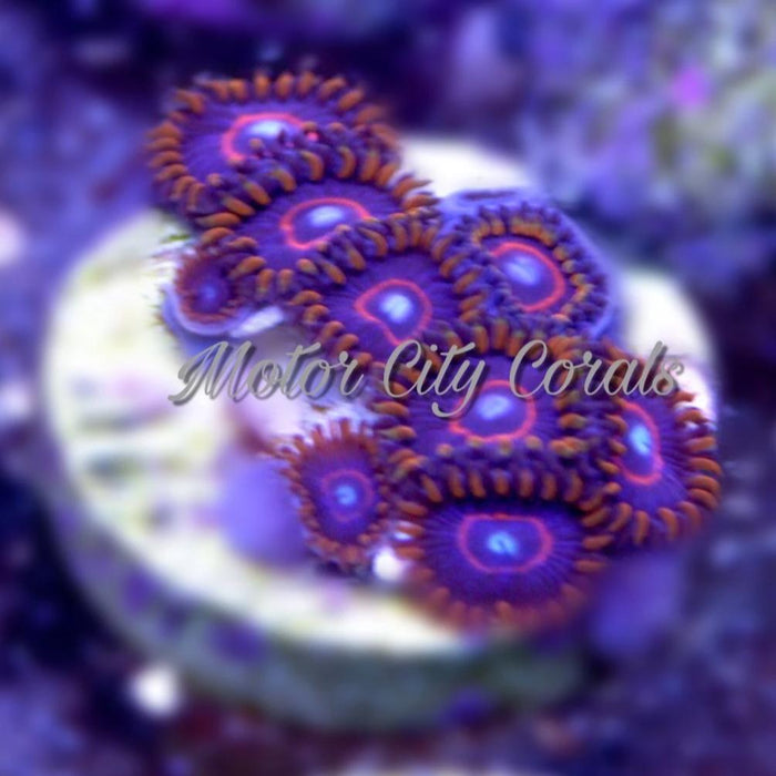 Red Hornets, Zoanthid