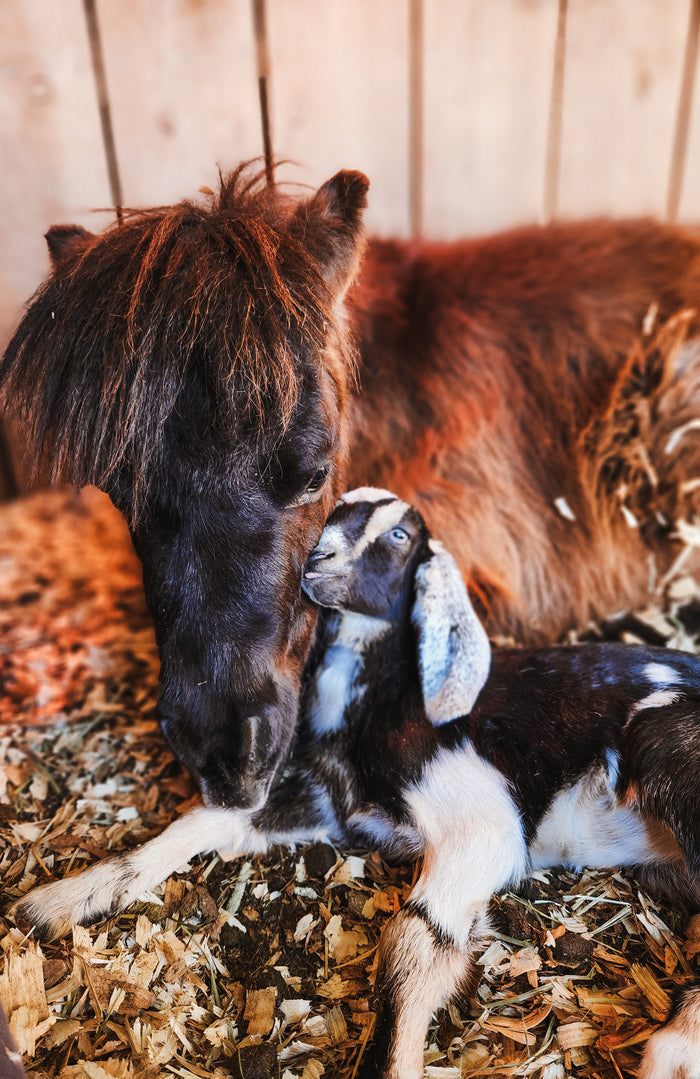 Sponsor a rescue plaque | Hearts for Rescue