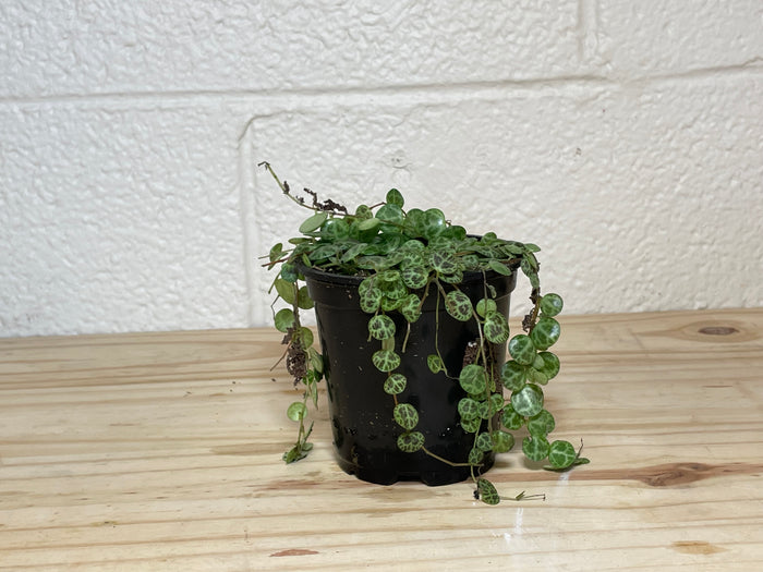 String of Turtles