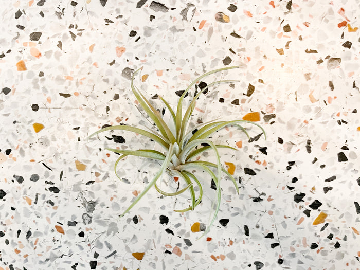 T. Xerographica X Brachycaulos