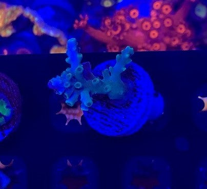Unique Corals, Bali shortcake