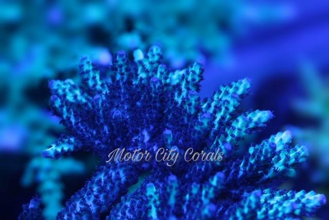 Vivid Aquariums Gatorade Acropora