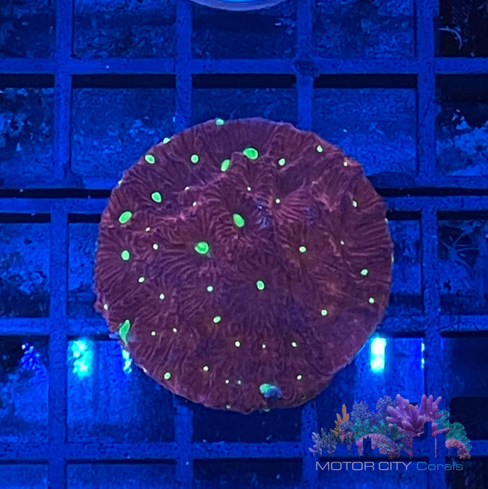 War Coral
