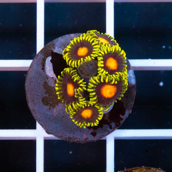 Zoas