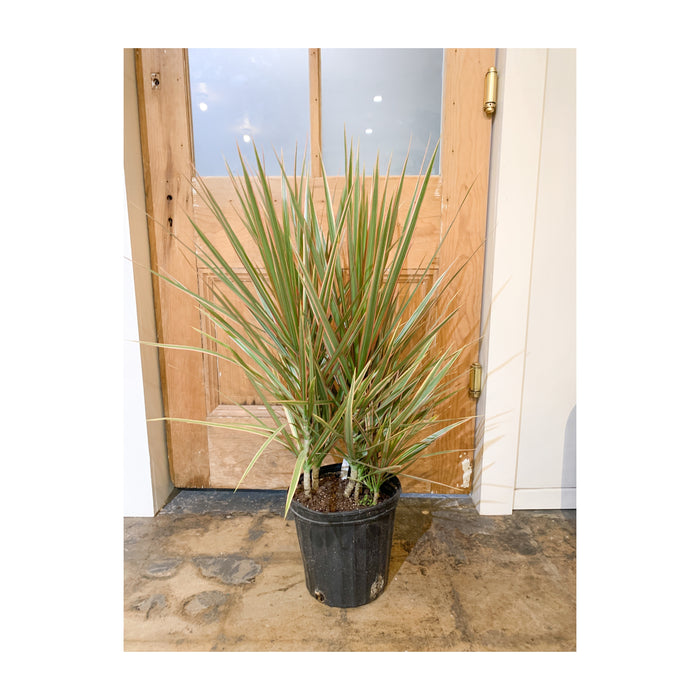 14” Marginata Bicolor