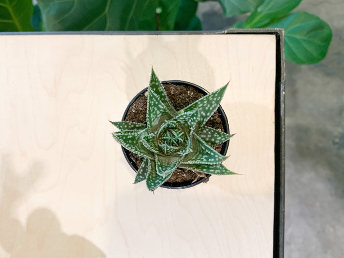 2.5” Aloe-Haworthia Hybrid