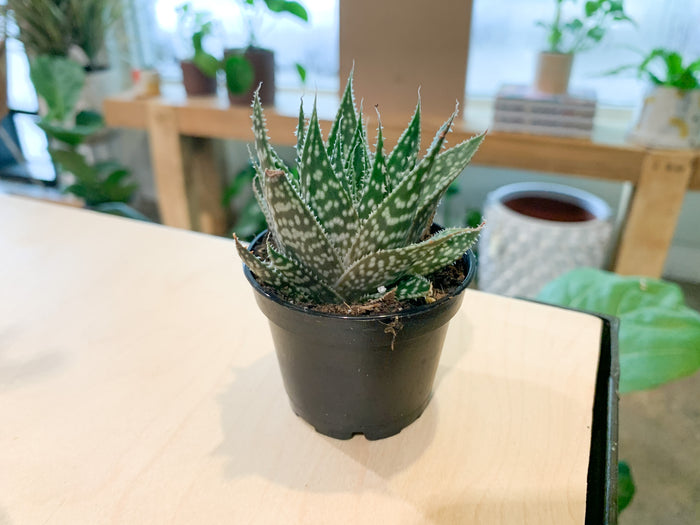 2.5” Aloe-Haworthia Hybrid