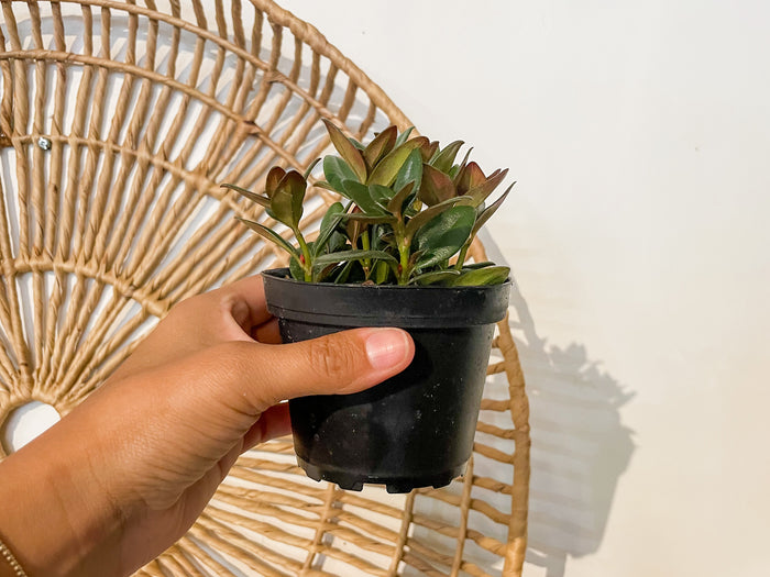 4" Goldfish Plant