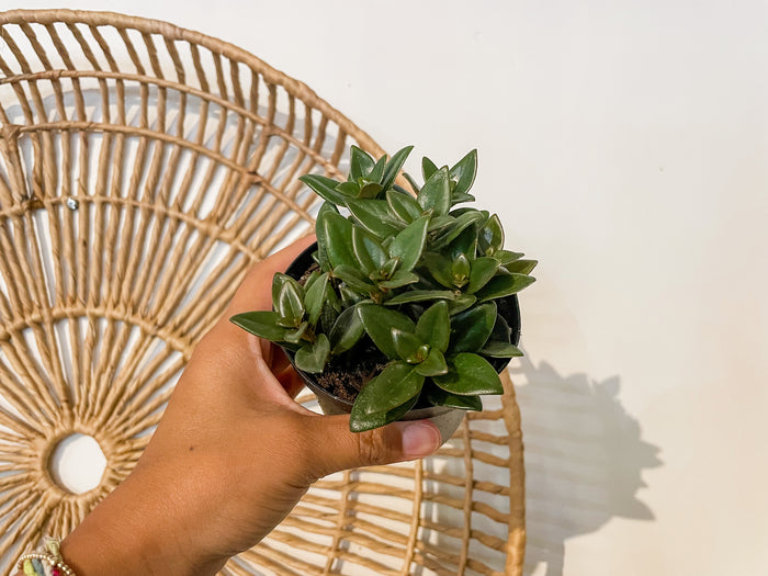 4" Goldfish Plant
