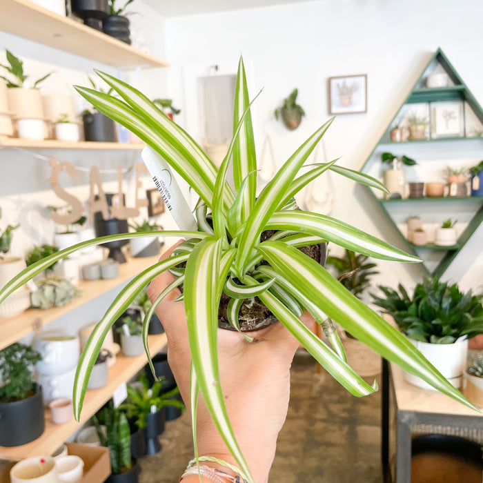 4" Spider Plant