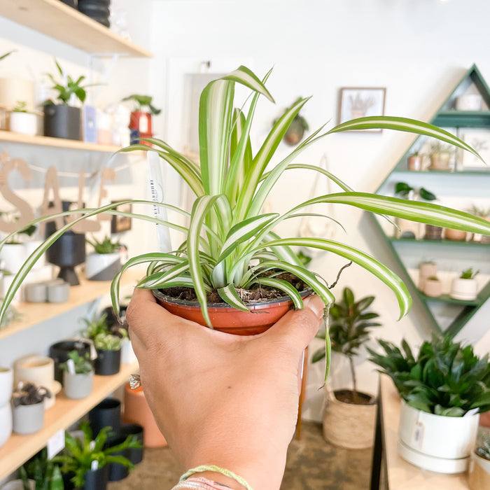 4" Spider Plant