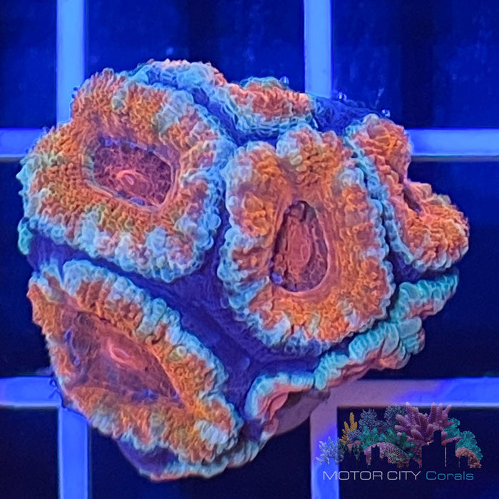 Aussie Acan #4