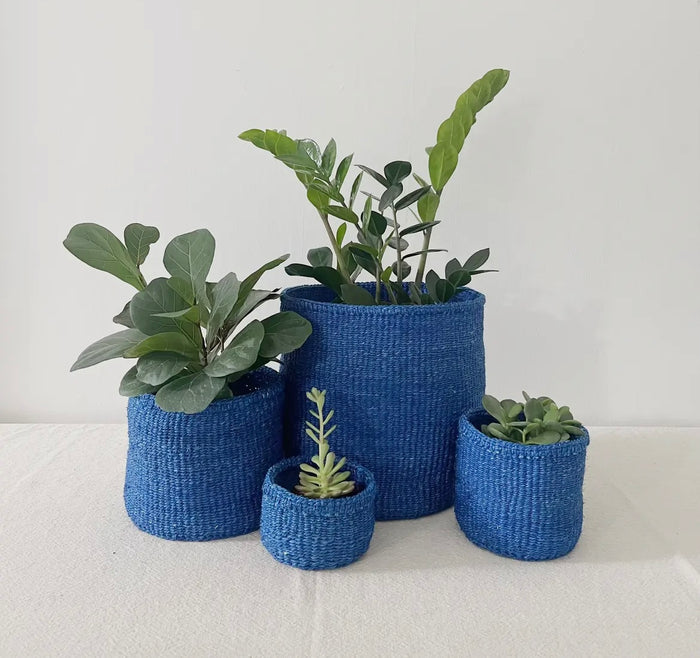 Blueberry Plant Basket