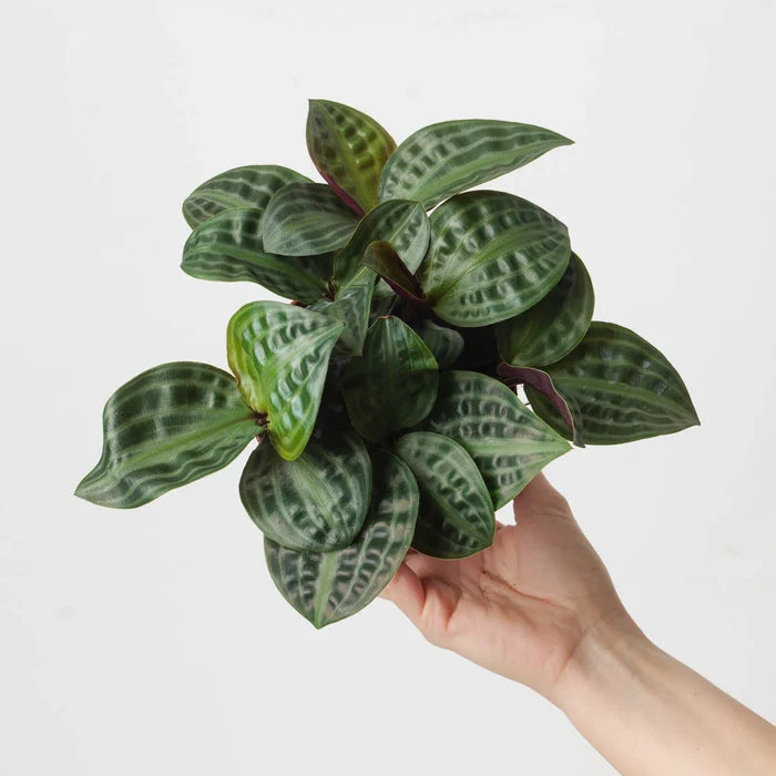 Calathea Geogenanthus