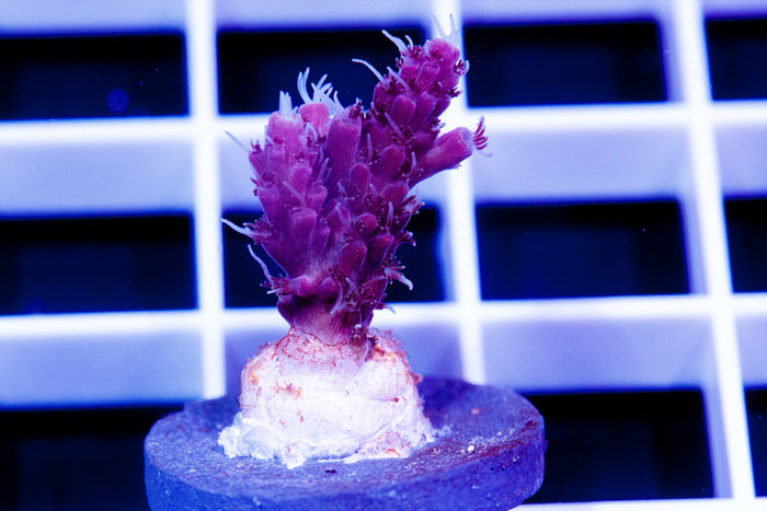 Cherry Corals, VoodoMagic