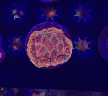 Chery Corals , Darth Maul favia
