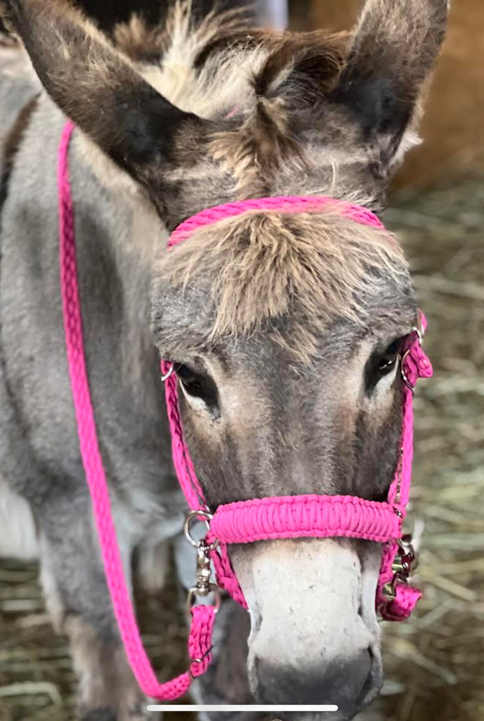 Complete Bitless bridle for ponie fuchsia….side pull hackamore with reins - Tiffanys Braided Tack LLC