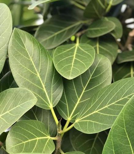 Ficus Audrey Standard