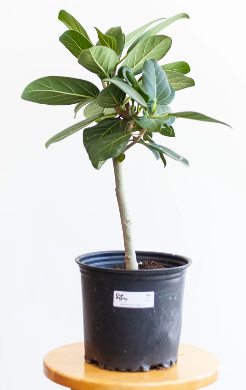 Ficus Audrey Standard