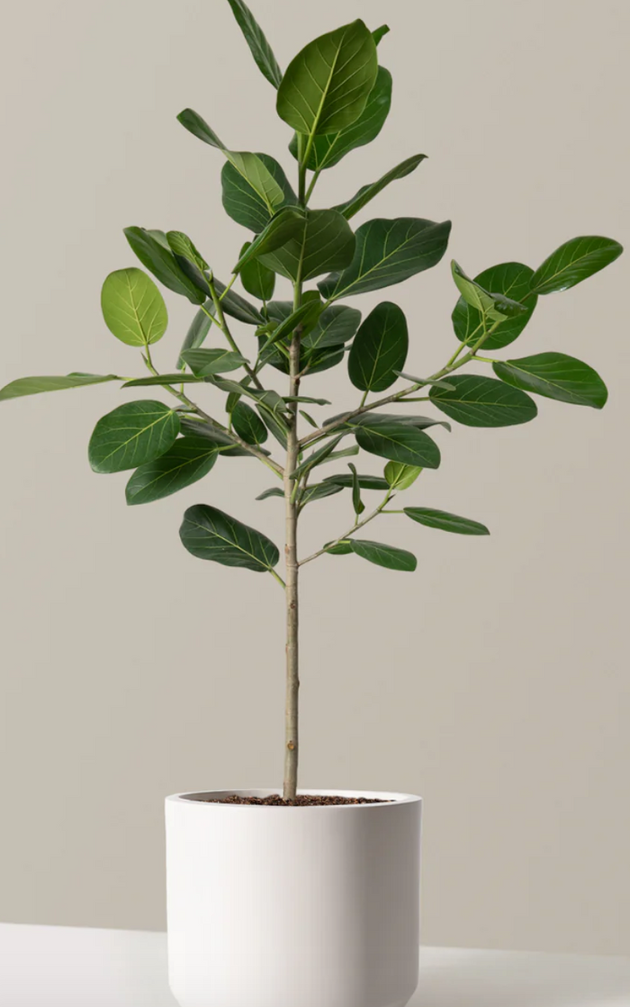 Ficus Audrey Standard