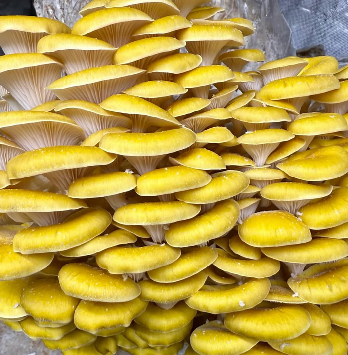 Harper Mountain Mushroom Harvest Dinner - Saturday, September 5, 2026