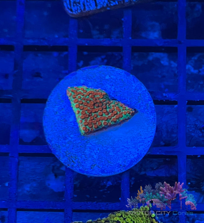JF Aquaman Monti #3