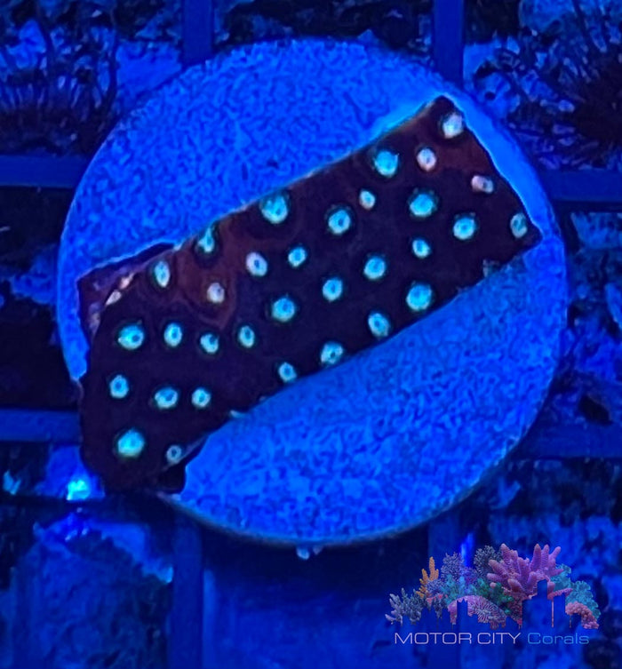 JF Fender Bender Cyphastrea #2