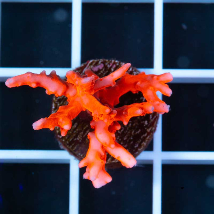 JF Red TNT Anacropora