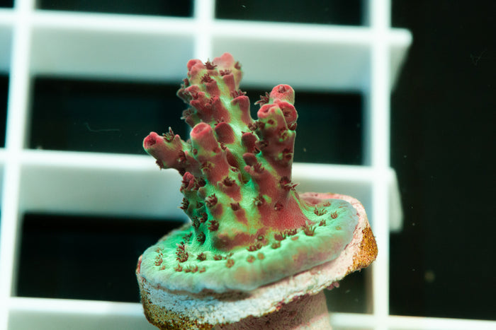 MCC, Crayola Acropora