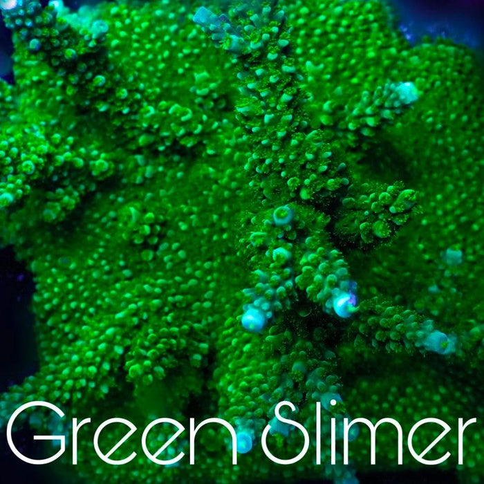 MCC Green Slimer