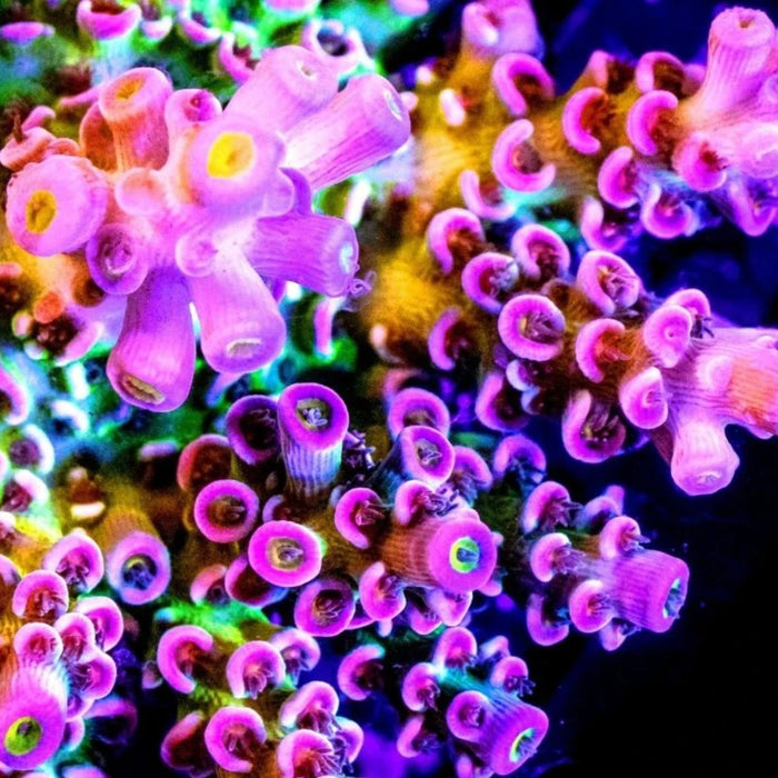prom queen acropora