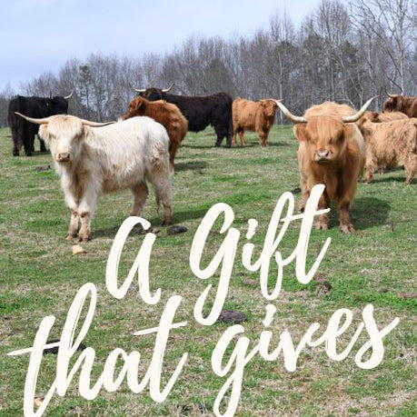 MSF Gift Certificate