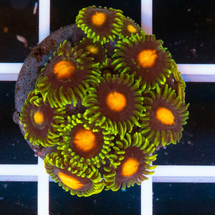 mystery zoa