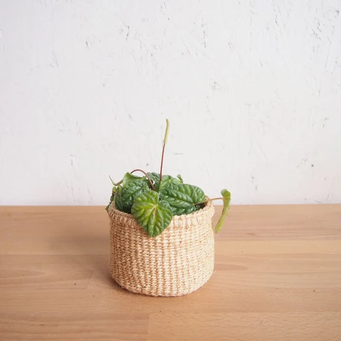 Oats Plant Basket