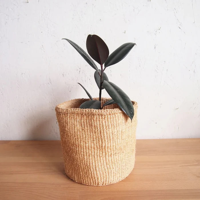 Oats Plant Basket